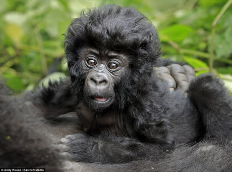 Amazing baby gorilla hair : r/aww