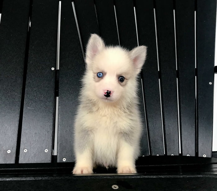 Our new pupper. Name still up in the air.