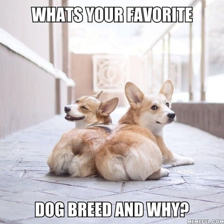 What's your best sale favorite dog breed