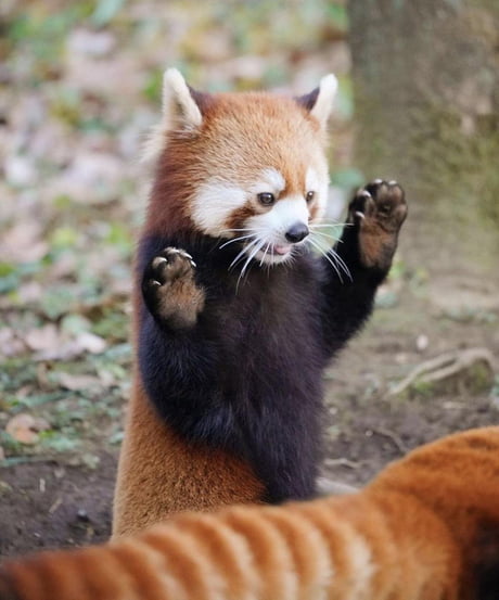 vicious red panda