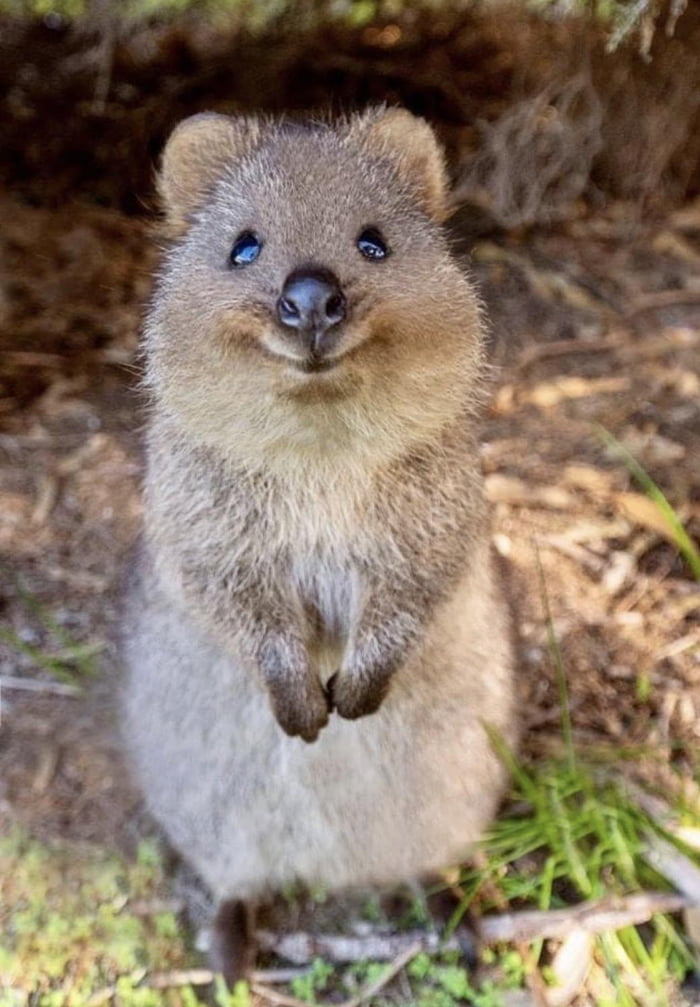 Quokkas being cute - 9GAG