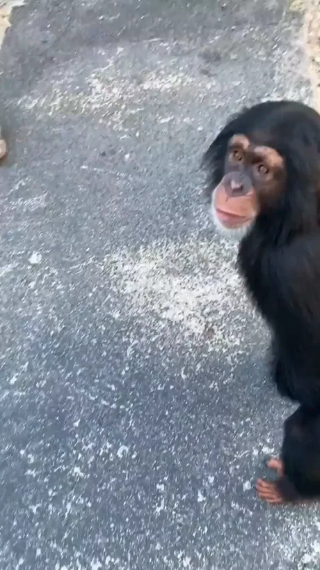 Best 30 Monkey Fun On 9gag Best 30 Monkey Fun On 9gag