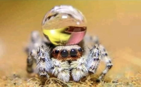 Peacock spiders sometimes wear water droplets as hat to impress potential  mates. - 9GAG