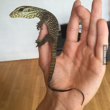 Just Found This Cute Fella Baby Monitor Lizard Older Males Can Grow Up To Two Meters Long 9gag