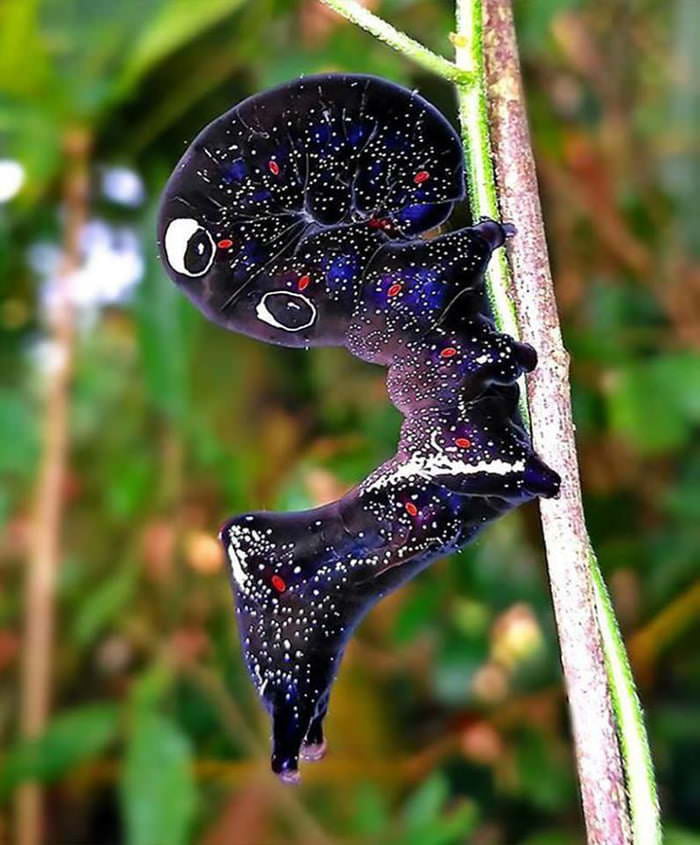Cosmic Caterpillar