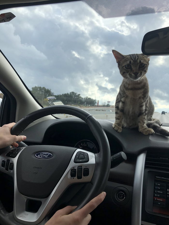 Clever Cat Removes Wooden Bar And Unlocks Door For Owner Stuck Outside ...