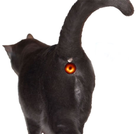 black hole cat