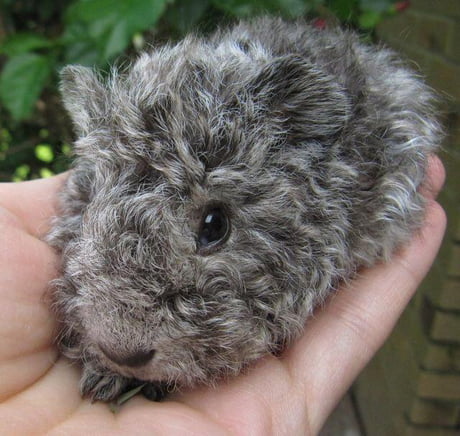 curly haired guinea pig