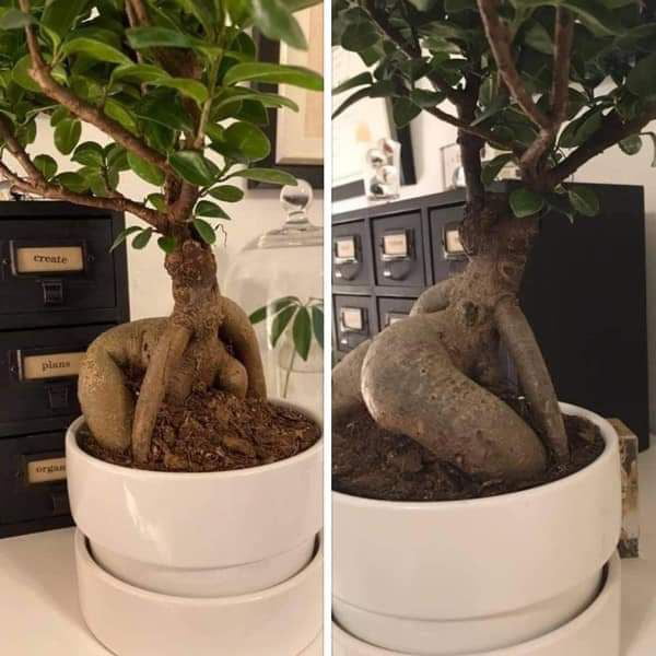 Day 2 of quarantine: this bonsai better chill the f**k out