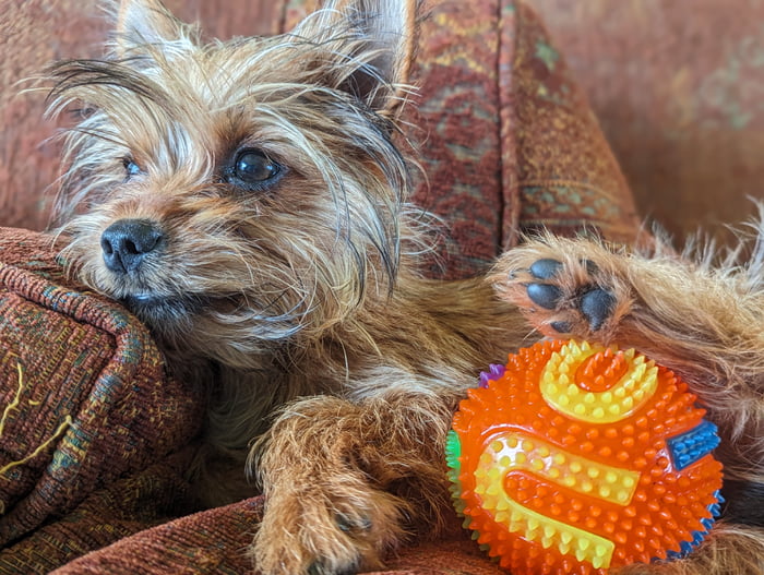 My new cutie... Say hi to Zeena 9GAG