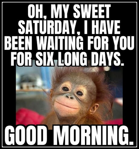 Best Funny funny monkey Memes - 9GAG