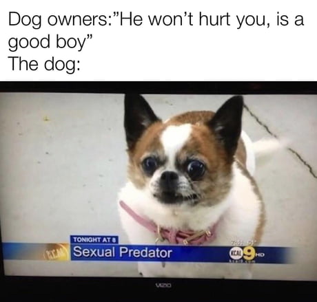 As expected from a chihuahua