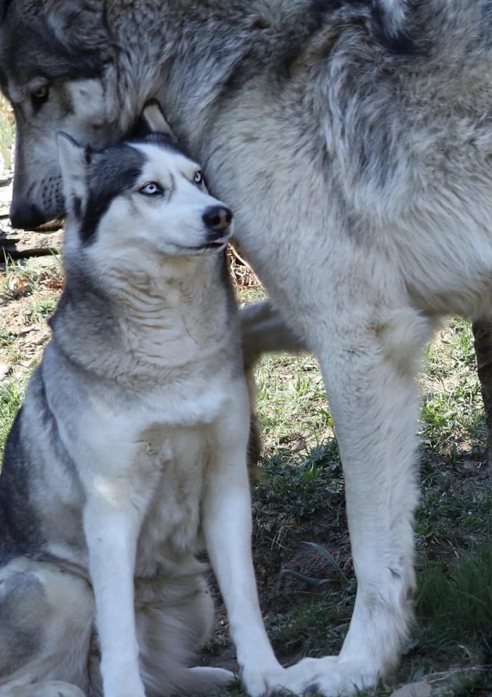 A Wolf Next To A Husky 9GAG