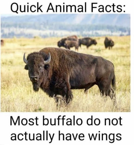 Best Funny buffalo bill Memes - 9GAG