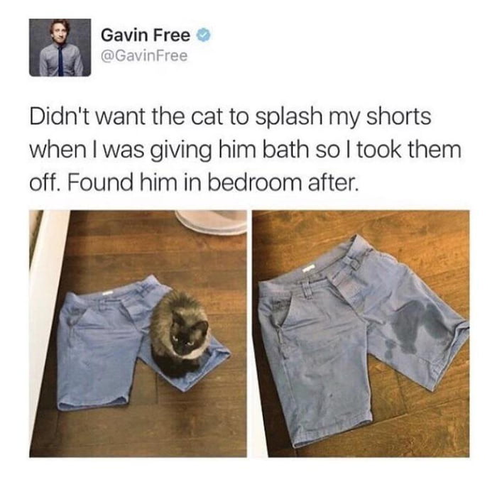 Cats always know 9GAG