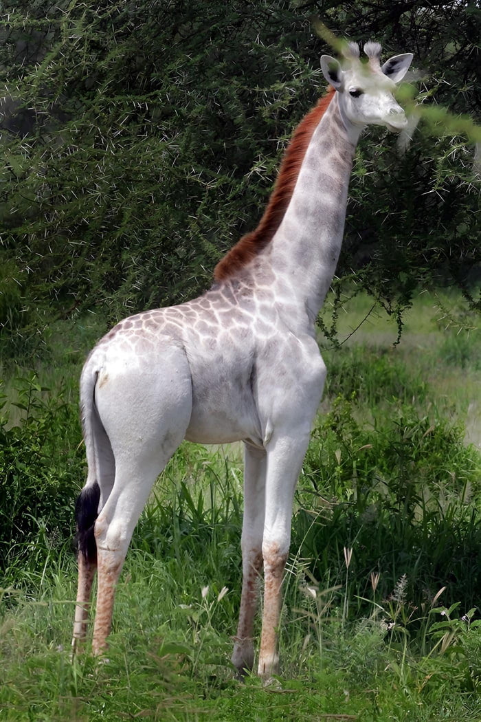 Rare white Giraffe