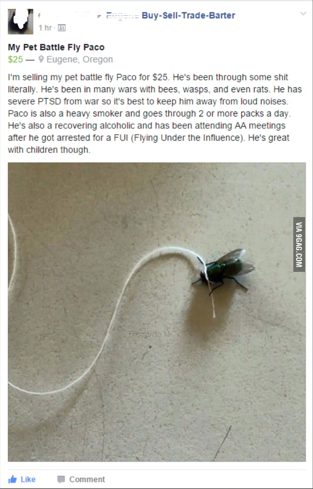 Pet Fly for sale, screaming deal. 9GAG
