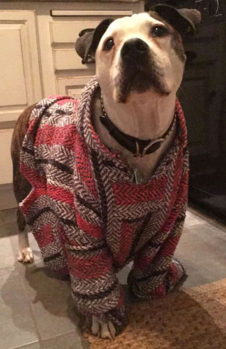 dog drug rug