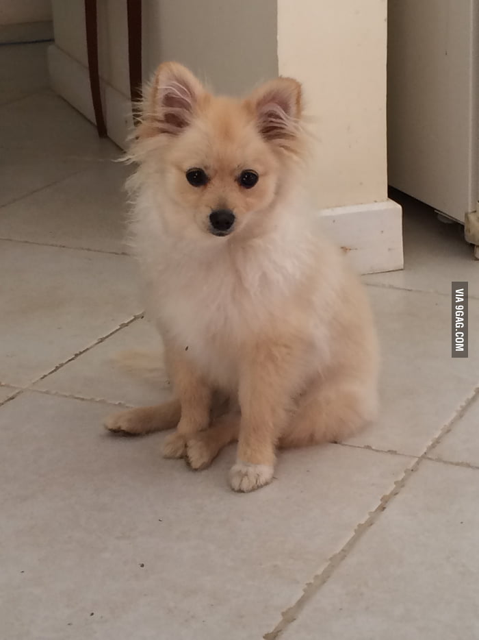 So my brothers dog looks like an eevee mid evoluion to jolteon. 9GAG