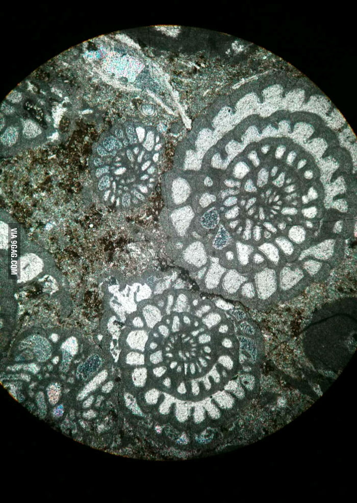 Carbonate rock containing microfossils as seen in petrographic ...