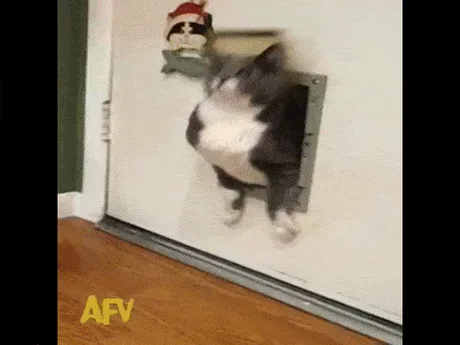 Fat cat going through hotsell cat door