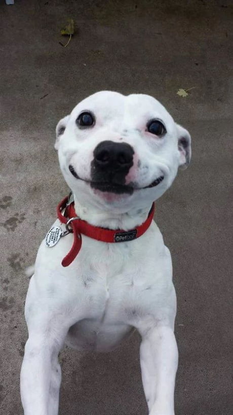 can dogs actually smile