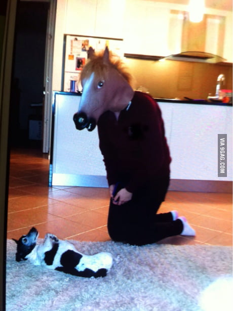 Paard Overgang Margaret Mitchell Don't think my dog likes the horse mask.. - 9GAG