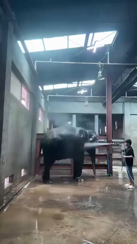 Finally addressing the elephant in the room, giving it a bath and making sure it is happy