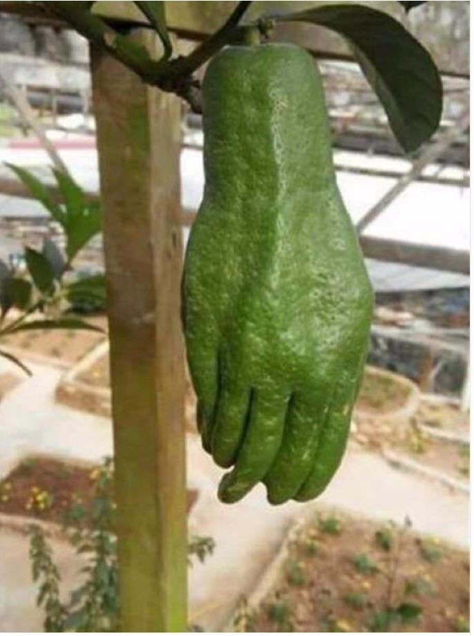 Damn this tree grows Hulk.