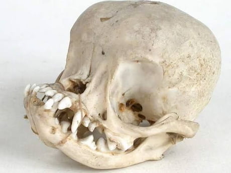 Shih tzu skull