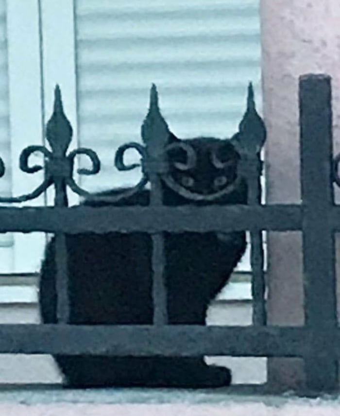 Cat=devil
