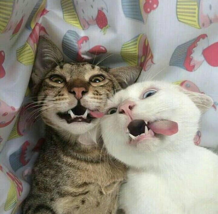 Say cheese