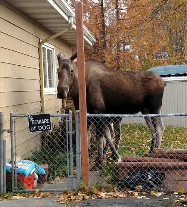 Beware of Dog