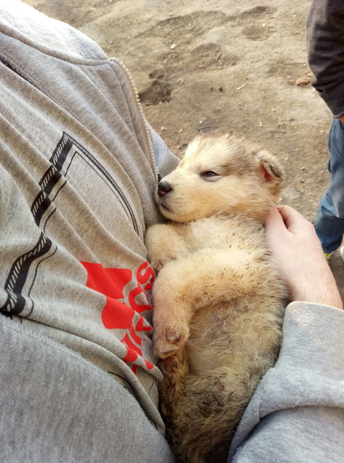 Throwback to when my alaskan malamute was 1 month old