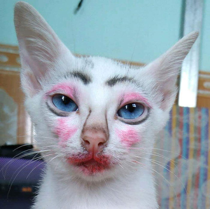 If you need a pussy