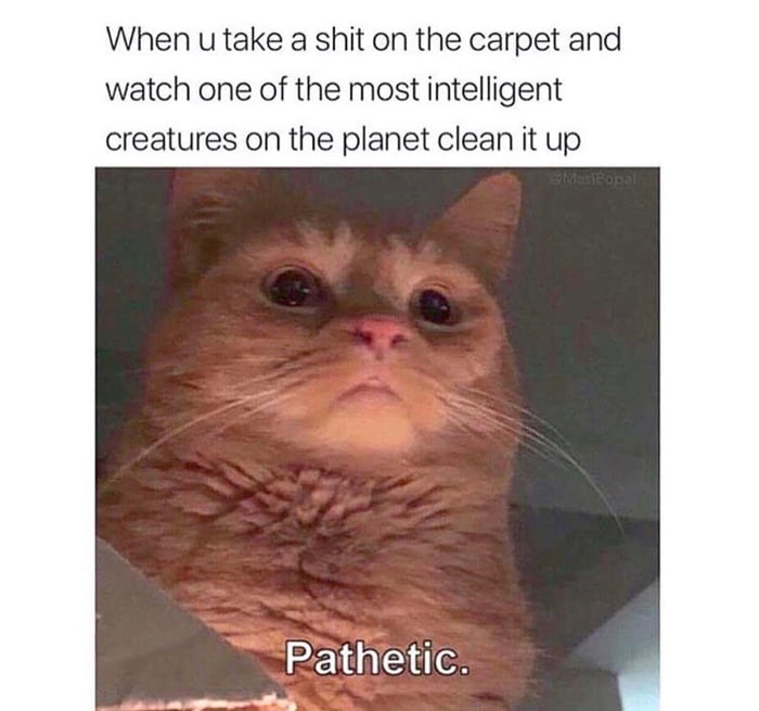Basic cat