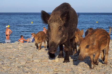 Hoggo's day at the beach