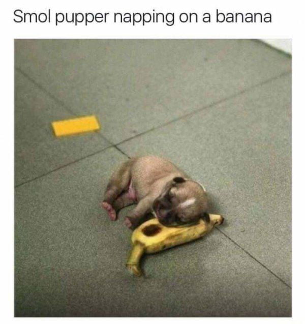 Banana for scale
