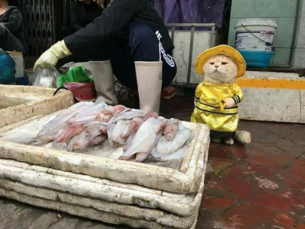 牠是一隻3歲的貓，牠的主人Le Quoc Phong  稱他為 Chó （狗）。