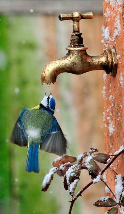 Brave bird. colors are wonderful