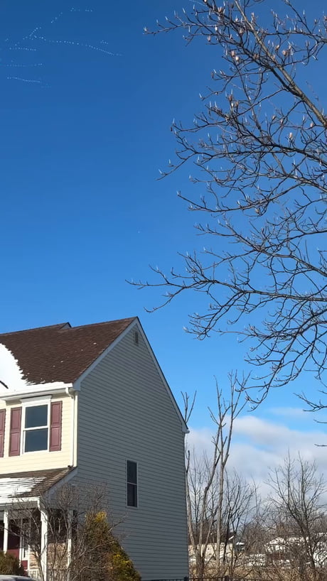 The amazing migration of Pennsylvania snow geese!