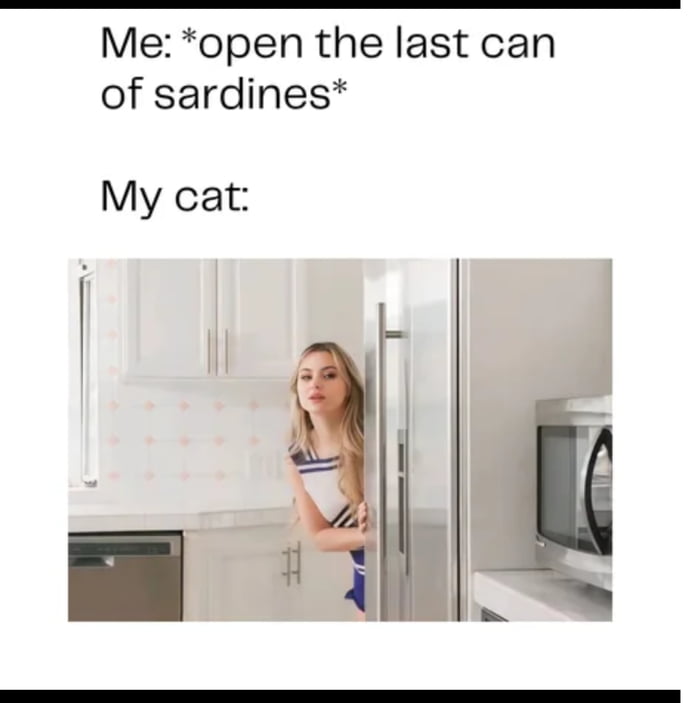 Cat Memes