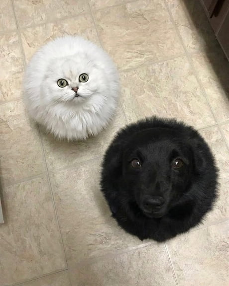 Perfectly round pets are my new favorite aesthetic