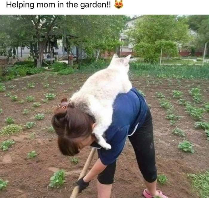 Cats are helpful - 9GAG