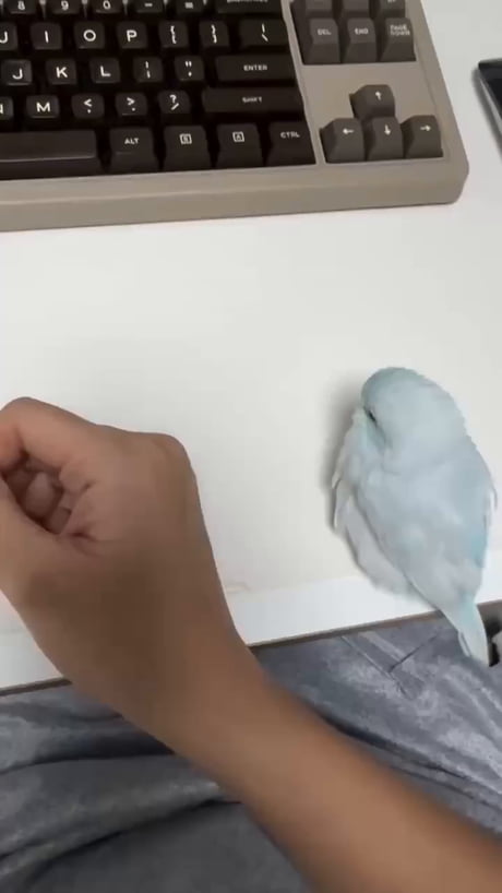 Many parrots become very attached to their owners
