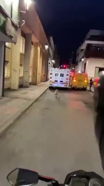 A dog was chasing an ambulance carrying its owner. When emergency services noticed the situation, it was taken inside. The dog... Unconditional love...