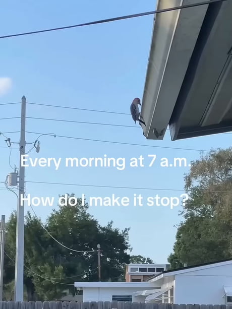 Woodpecker shenanigan