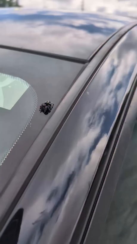 Why spiders move at 10 fps