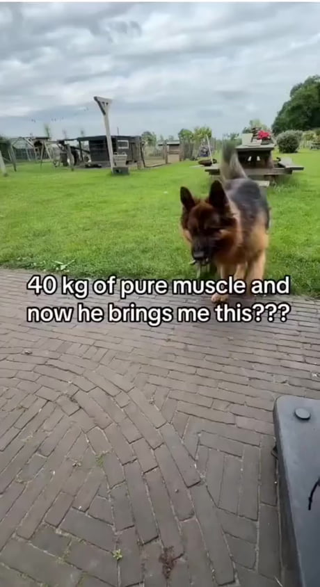Dogs and sticks