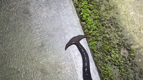 Immortal Hammerhead Worm = Nightmare fuel on steroids